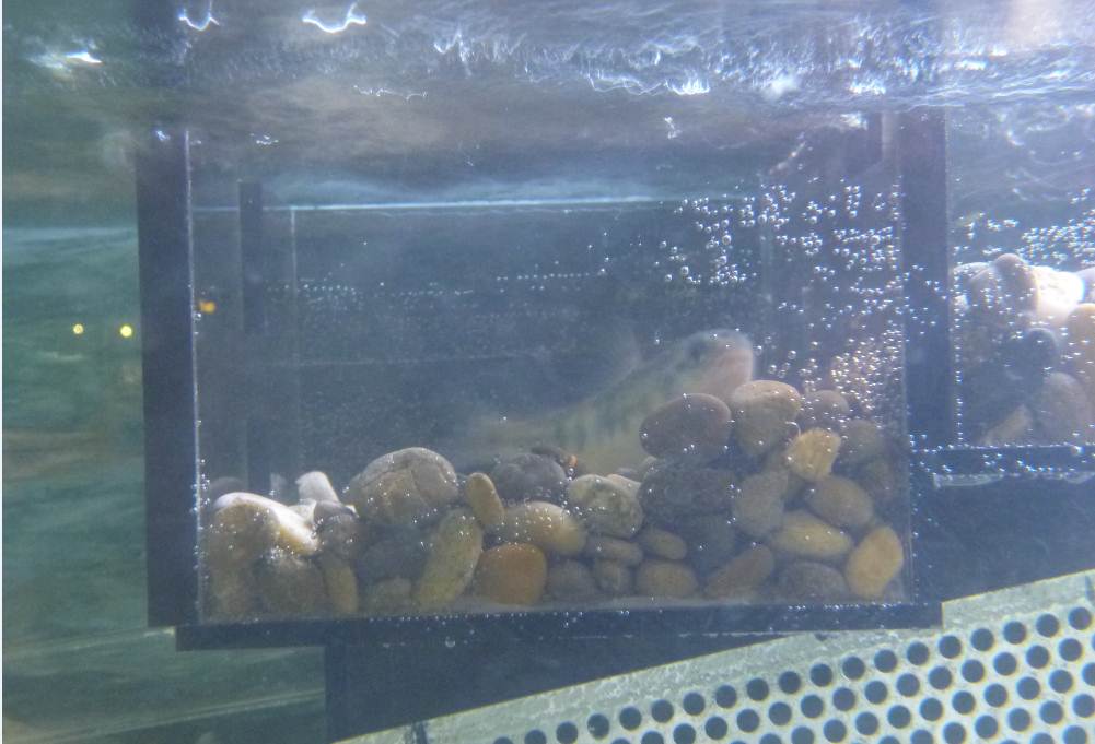 fischtreppe in betrieb 1